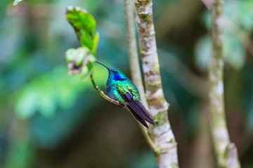 Kolibri