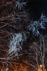 frozen icicles on tree branches night, close up picture