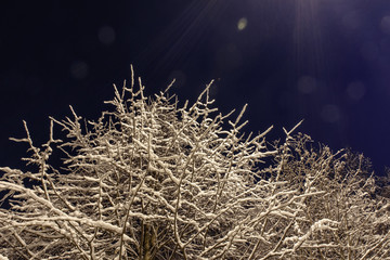 the snow on the branches of trees night image