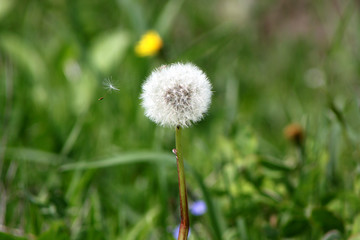 A beautiful dandelion