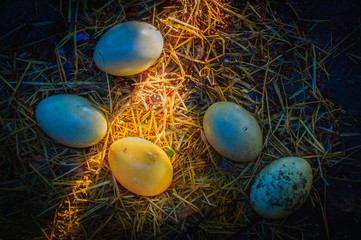 Golden egg lighting up in the sunlight