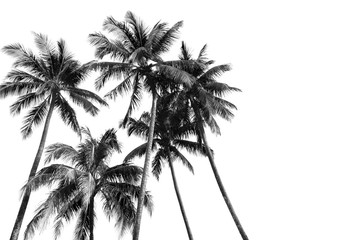 Silhouettes noires et blanches cocotiers tropicaux isolés