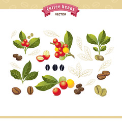 Collection of coffee beans on a branch of coffee tree