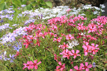 色とりどりの芝桜の花