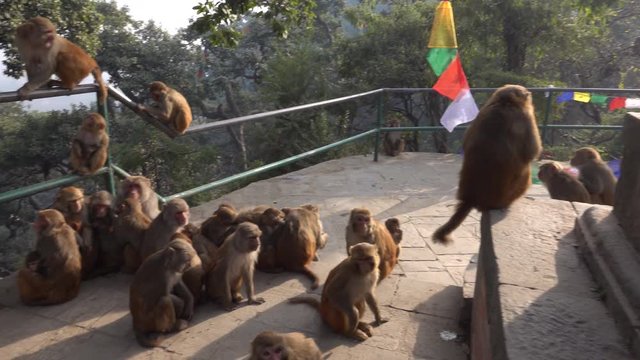  Rhesus macaque monkey grooming session at Swayambhunath Temple in Kathmandu, Nepal 