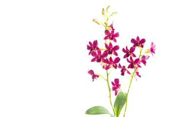 Naklejka na ściany i meble Beautiful red orchid isolated