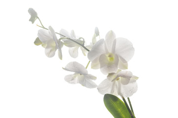 Beautiful white orchid isolated