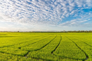 Green rice field with beautiful clouds and sky.