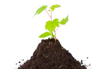 germination d'un pépin de raisin sur terreau, fond blanc