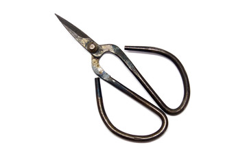 Bonsai Schere freigestellt