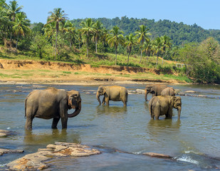 Naklejka na ściany i meble Large elephant herd, Asian elephants swimming playing and bathing in river Sri Lanka