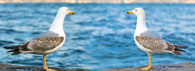 sea gull standing on the pier beach