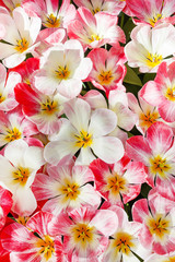 tulips in spring field