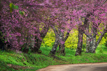 Beautiful spring cherry blossoms , Cherry flowers on a cherry tree branch, Pink cherry blossom in full bloom.