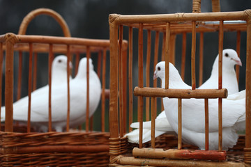 white doves in a wooden cage