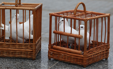 Obraz na płótnie Canvas white doves in a wooden cage