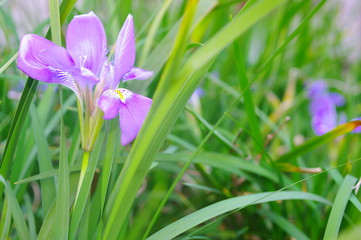 カンアヤメの花
