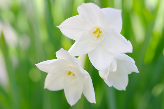 房咲水仙 Images Browse 23 Stock Photos Vectors And Video Adobe Stock
