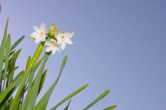 房咲水仙 Images Browse 23 Stock Photos Vectors And Video Adobe Stock
