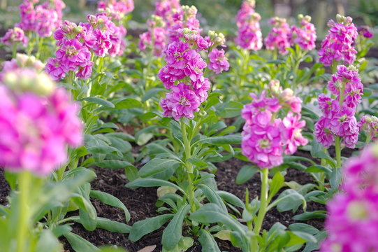 ストックの花壇