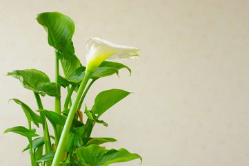 カラーの開花