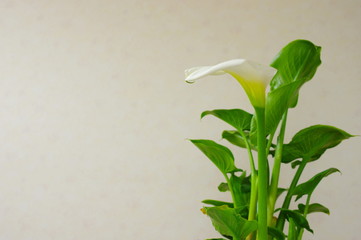 カラー