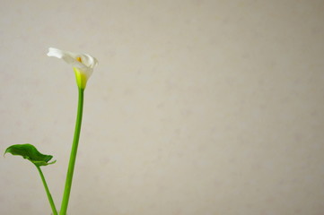 カラー