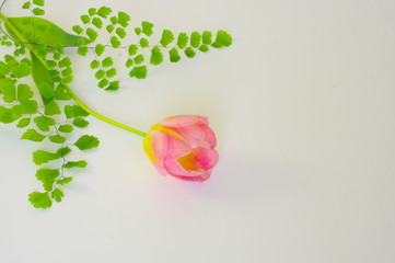 ピンクのチューリップとアジアンタム