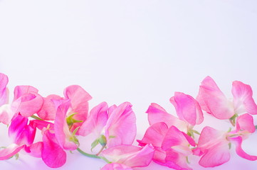 ピンクのスイートピーの花