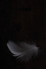 White feather against dark background