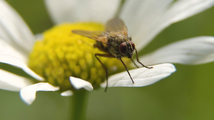 Fly on a daisy flower, Close up, macro. Insect in the natural environment.