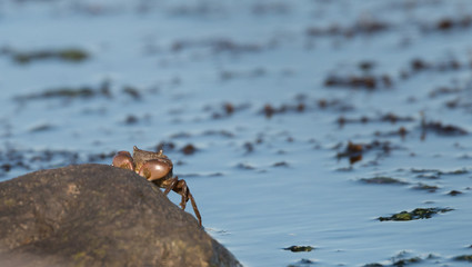 A crab coming out of the water