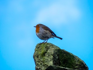 Robin 