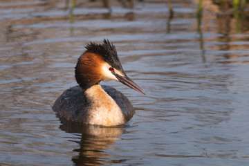 Crested grebe swimming on a lake