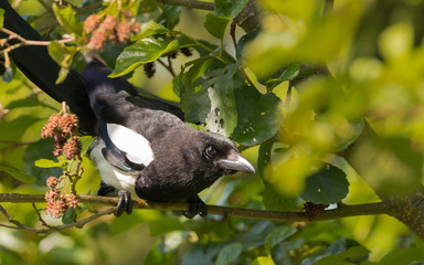 Magpie sitting in a tree