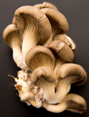 Fresh mushrooms oyster mushrooms on a black background