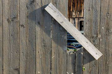 sapling and old wooden fence