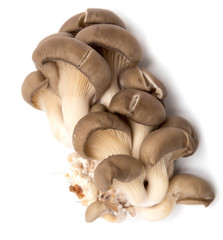 Fototapeta na wymiar Fresh oyster mushrooms on a white background