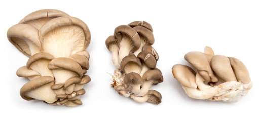 Fresh oyster mushrooms on a white background