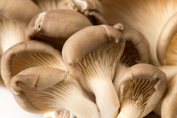 Fresh oyster mushrooms in nature