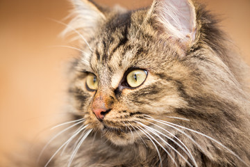 Fototapeta premium Portrait of a furry cat Maine Coon