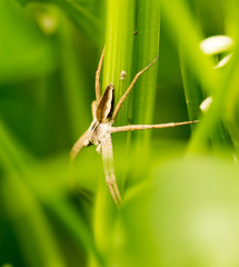 A spider on green leaves in nature