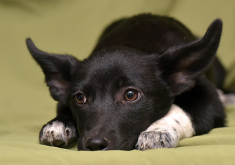 lop-eared puppy mongrel, half-breed dachshund on a light green background