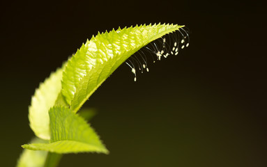 Eggs of an insect on a leaf of a tree