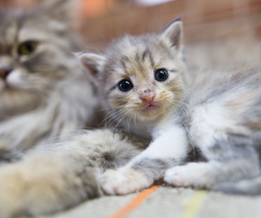 Portrait of a small kitten