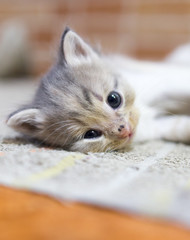 Portrait of a small kitten