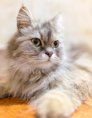 Portrait of a cat in the house