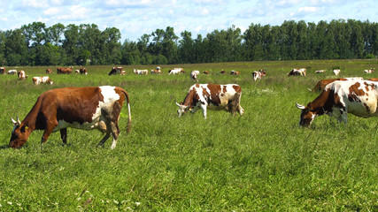Fototapeta na wymiar Cows graze on a green pasture on a summer day. Herd cows on a summer pasture. 4K video.