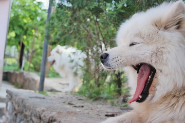 Samoyed