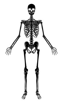Human Anatomy Skeleton